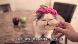 猫咪静静地站在餐桌上，主人亲自喂猫咪苹果，猫咪简直萌翻了！