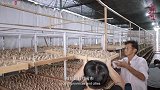 百姓话思想｜种植藏红花后，又打造民宿花海