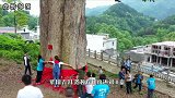 中国最大的一棵金丝楠木树，一节树枝便拍出了40万天价