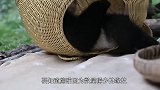 淘气团子帮梅妈妈打扫卫生，却遭梅奶妈嫌弃：哪凉快哪呆着去吧！