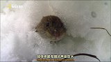 自带天然声纳探测器的猫头鹰！无声捕猎精准擒拿效率高！