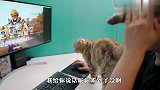 男主人沉迷打游戏，黏人猫咪不高兴了，接下来忍住别笑