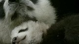 小熊猫忙着学会独立，但在这之前，它还是妈妈怀里的宝贝