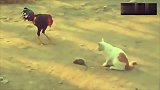 猫咪抓住老鼠不舍得，引来这家伙来，老鼠内心很崩溃!
