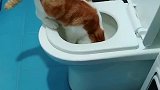 猫：主人快来看，你这马桶没洗干净！