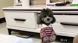 灰崽犯错被主人批评，崽胖子跑到灰崽后面去撑腰，真是一对好兄弟