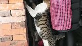猫：我那份不用切，等不及了！