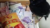 宠物鸟成为专业守财奴，主人那自己的钱都不行，太霸道了！