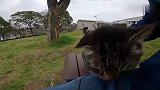 小野猫见到人就往上凑，你的野性都去哪了？