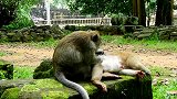 两只猴子住一起，另一个很高兴