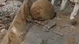 这是什么？从石头里发现的