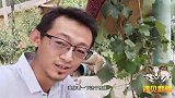 新疆青皮核桃下树了，小伙伴们吃起来，奶香奶香的