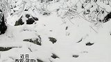 云谷在第一场雪后化身冰雪世界