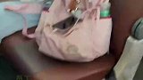 员工上班时发现，后座竟然多出条狗来