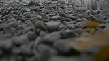 石头不能消化，为什么鸡还要吃石头？其实都是为了生存