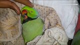 鹦鹉：铲屎的我困了就不要捏我了，你要好好爱护我呀