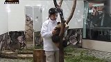 奶妈通知熊猫阳浜下班，宝宝像考拉一样紧紧抱着树干：我就不走