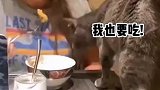 这猫的报复心也忒强了吧，得不到就毁掉