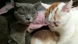半夜起来喂孩子，黑猫：你自己起来就行了，叫我干嘛