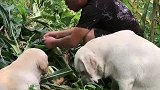 拉布拉多犬跟着主人来地里摘玉米，回家有玉米吃了
