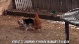 狗狗在母鸡面前，是挑衅是玩耍，看了搞笑极了