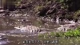 角马过河被鳄鱼咬住尾巴，陷入绝境的它这样拯救自己，让人深思