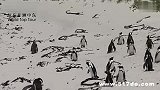 旅游-南非-博尔德斯企鹅公园