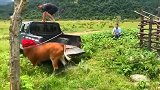 野牛是不是玩不起活好好的把我当猪逮了