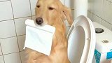 小奶狗心可真大, 蹲个马桶也能睡着
