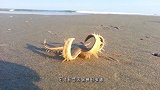 一只海星被冲上了岸，在沙滩上跳起舞，你是在走太空步