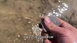 赶海终于迎来了大爆发，二蛋捡了几百斤海螺，可是发财了