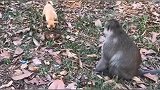 这猴子就是欠欠的，狗招惹你了么
