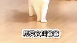 艾特你喜欢的小猫咪来挑战吧（结尾有惊喜）萌宠高阶技能挑战萌宠出道计划会说话的猫萌宠猫创作灵感