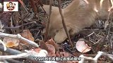 可怜狗狗被坏人捆住了嘴，遇好心人救助，期待被人领养！