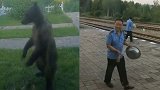 呼伦贝尔一只“瘦”熊闯入火车站 工作人员敲铁盆驱赶