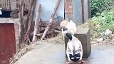 猫：我就不信，我还打不过一只鸭子了！