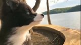 聪明可爱的边牧狗狗，跟主人在河边看风景！