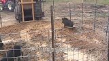 贪吃野猪跑到陷阱里觅食，大门突然关上，野猪的反应让人叫绝！