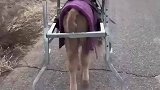 小牛犊生下后被母牛抛弃，一周之后也不会走路，主人“当爸又当妈”