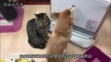 狗狗和猫咪坐取暖器旁取暖，下一秒猫竟横向挡前面，狗狗看不下去