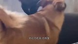 猫：没错，肯定是猫给叼走了