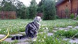 蹲在草地上的猫咪，这好奇的小样子，好可爱呢！