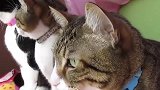 猫咪见到刺猬，对着刺猬一巴掌下去，隔着屏幕都能感觉到疼