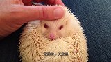 撸猫算什么，撸过刺猬的人才厉害，简直不要太舒服！