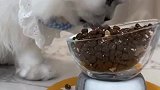 这猫干饭的方式有点与众不同