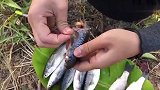 泰国美女又来钓鱼了，还能钓到黄鳝，运气挺不错的！