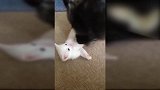狗狗和小猫崽亲密互动，互相舔着，真是可爱！