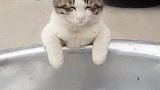 猫：主人，鱼怎么没了，叫谁偷吃了呀！