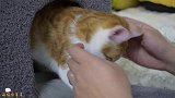 小橘猫打针全程嚎叫，当医生说出割蛋日期后，它却沉默了