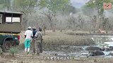 一只野牛深陷泥潭，好心人将其救出后，谁知野牛竟恩将仇报